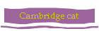 Cambridge cat